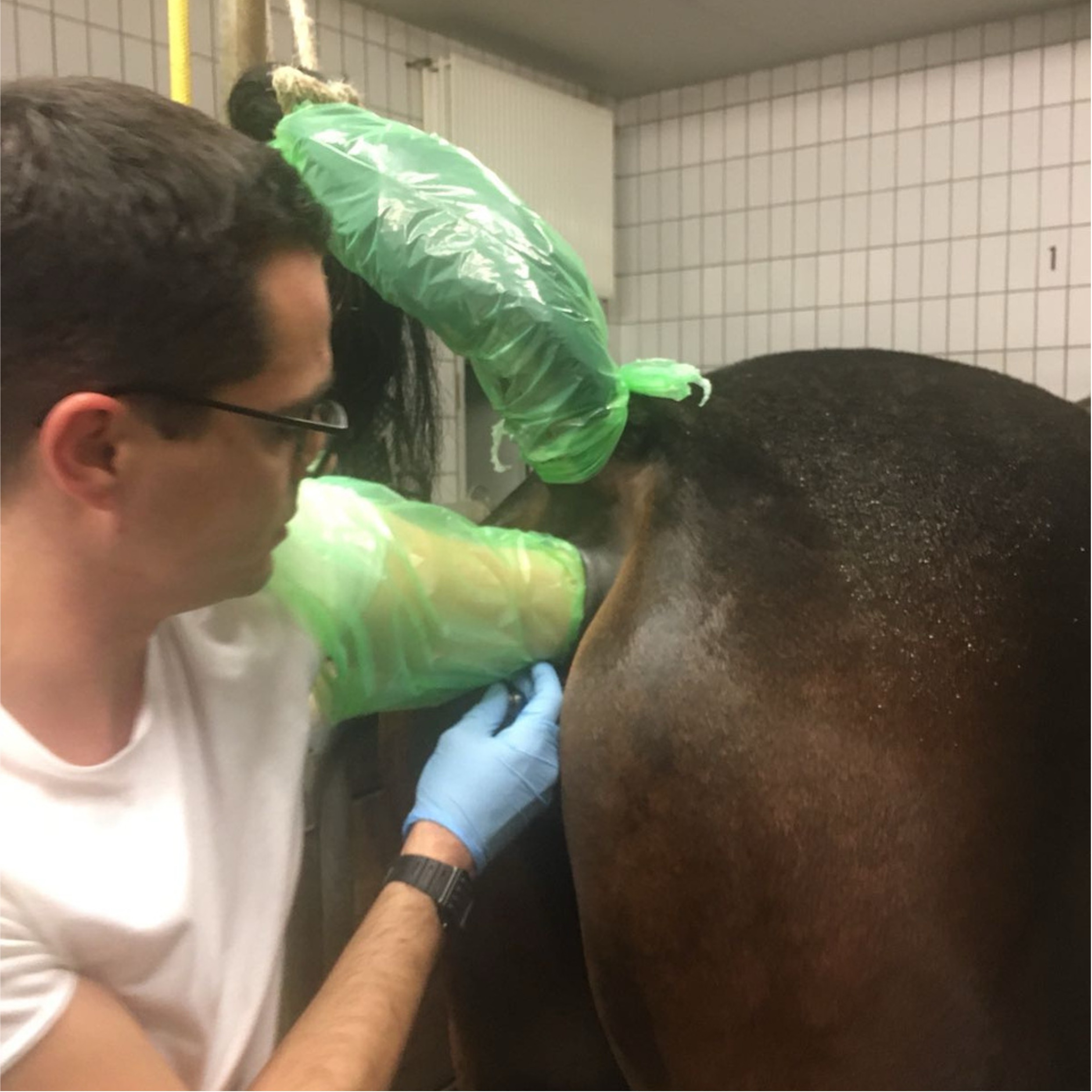 Veterinarian performing reproductive examination on mare